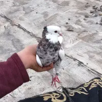 کبوتر|خزنده|اردبیل, |دیوار