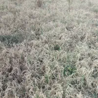 اجاره زمین کشاورزی به جاده اصلی زنجان نیک پی