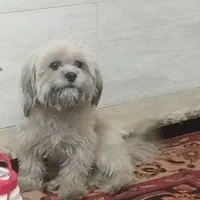 شیتزو دوساله