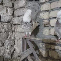 کفتر|پرنده|معصومیه, |دیوار