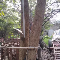 درخت|عمده‌فروشی|خشکبیجار, |دیوار