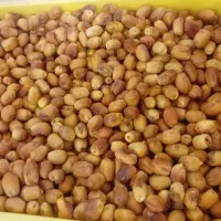 فروش قصب آجیلی دشتستان درجه یک