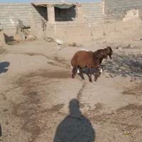 بره|حیوانات مزرعه|مه ولات, |دیوار