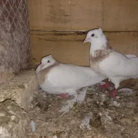 کفتر|پرنده|باغ بهادران, |دیوار