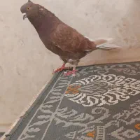 کبوتر پرشی
