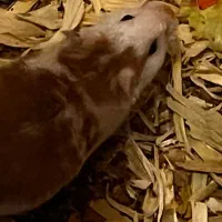 همستر های سوری ماده|موش و خرگوش|قم, شهرک قدس|دیوار