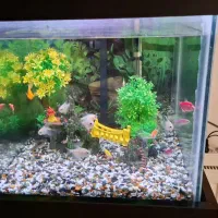 اکواریوم تمیز و قشنگ