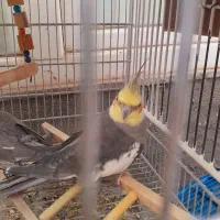 2 جفت عروس هلندی اهلی سخنگو|پرنده|ماکو, |دیوار