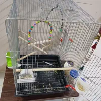 عروس هلندی نر|پرنده|مشهد, عبادی|دیوار