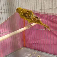 قناری زیتونی نر
