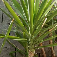 کاکتوس ارزان|گل و گیاه طبیعی|میمند, |دیوار