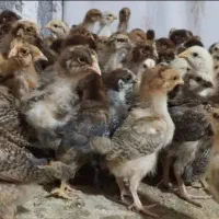 جوجه ی مرغ سه هفتگی و بوقلمون برنز ۱۲روزه