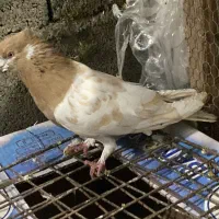 فروش فوری کبوتر کفتر ۲۰ عدد