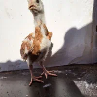 جوجه لاری|حیوانات مزرعه|تربت جام, شهرک آزادگان|دیوار