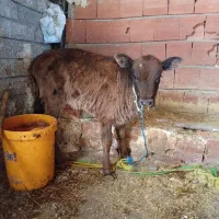 گوساله ماده فروشی|حیوانات مزرعه|ارشق, |دیوار
