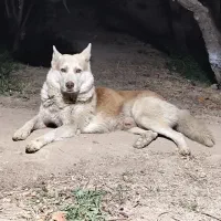 سگ نژاد هاسکی سیبرین|سگ|ملارد, |دیوار