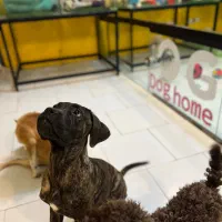 هتل پانسیون سگها شرق و شمال شرق|خدمات پیشه و مهارت|تهران, سوهانک|دیوار