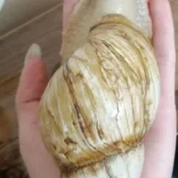 حلزونachatina|خزنده|اصفهان, بهارستان|دیوار