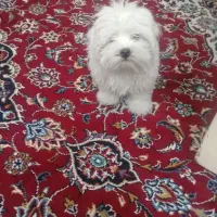 سگ مینیاتوری|سگ|مرند, |دیوار