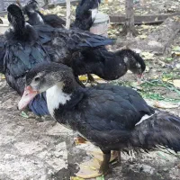 سیکا اسرائیلی عروس هلندی