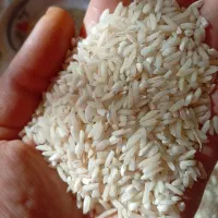 برنج هاشمی سرلاشه|خوردنی و آشامیدنی|رشت, شهریاران|دیوار