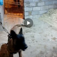 سگ تربیت شده شناسنامه دار