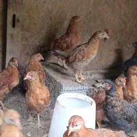 مرغ و خروس محلی و تخم مرغ|حیوانات مزرعه|گرگان, |دیوار