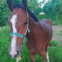 کره اسب نریون ۲ساله ترکمن کورسی|اسب و تجهیزات اسبسواری|قم, چهل درخت|دیوار