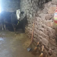 گاوسمینتال