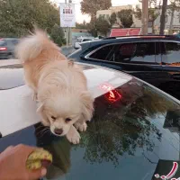 سگ پامرین گمشده