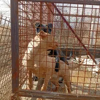 نژاد پیت بول|سگ|نوشین شهر, |دیوار