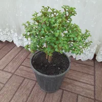 درختچه کراسولا خرفه ای|گل و گیاه طبیعی|اردبیل, |دیوار