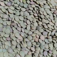 عدس محلی با کیفیت فوق العاده