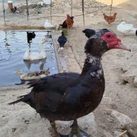 اردک اسرائیلی ، مسکویی ، روسی
