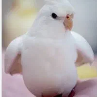 عروس هلندی گم شده نایسر