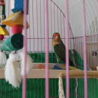 طوطی برزیلی|پرنده|کلاله, |دیوار