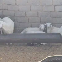 بره وقوچ ۲۰ عدد وتک فروشی هم دارم