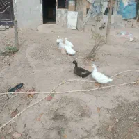 فروش مرغ و خروس و اردک|حیوانات مزرعه|ساری, |دیوار