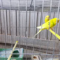 مرغ عشق|پرنده|تبریز, |دیوار