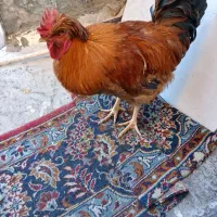 خروس سالم جوان