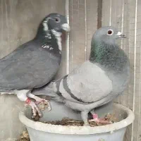 آلمانی و رنگی|پرنده|بیرجند, |دیوار