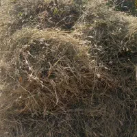یونجه و علف