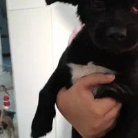 گمشده|حیوانات|تهران, حکیمیه|دیوار