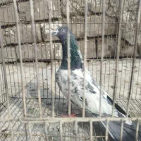 پاکستانی|پرنده|بیستون, |دیوار