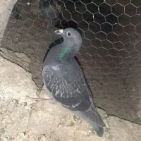 پرنده یاکبوتر