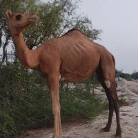 شتر سه سال