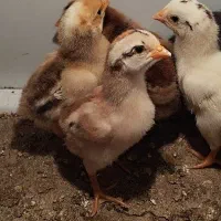 جوجه محلی 4روزه