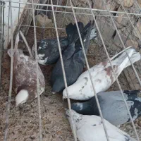 کبوتر پرشی و خوش فرم همه باهم|پرنده|اردکان, |دیوار