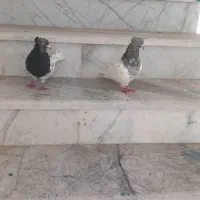 دوتا کبوتر قشنگ به قیمت به فروش میرسد