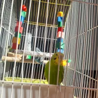 ۲ عدد مرغ عشق سالم